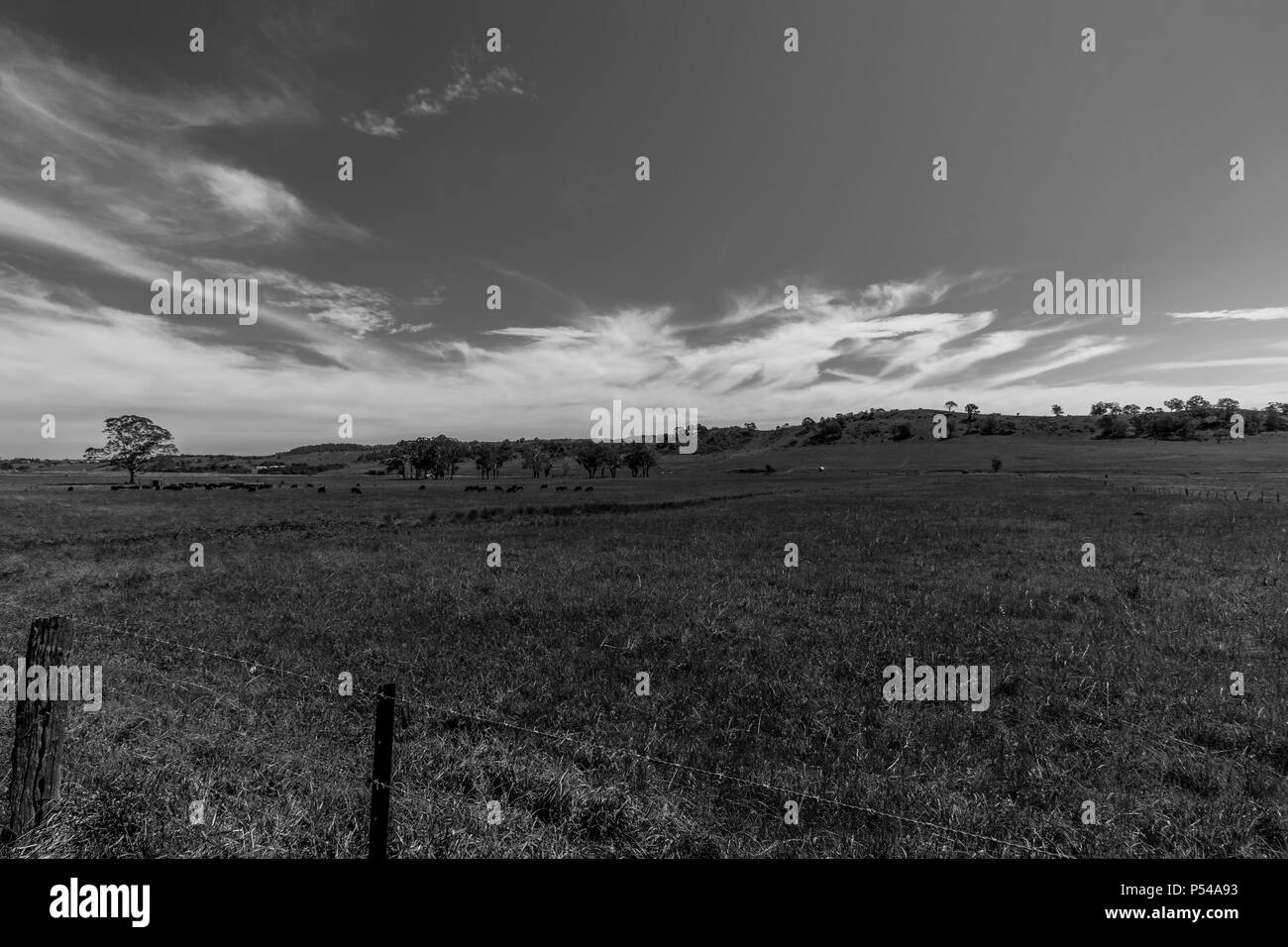 Nuovo Galles del Sud i terreni agricoli, in bianco e nero Foto Stock