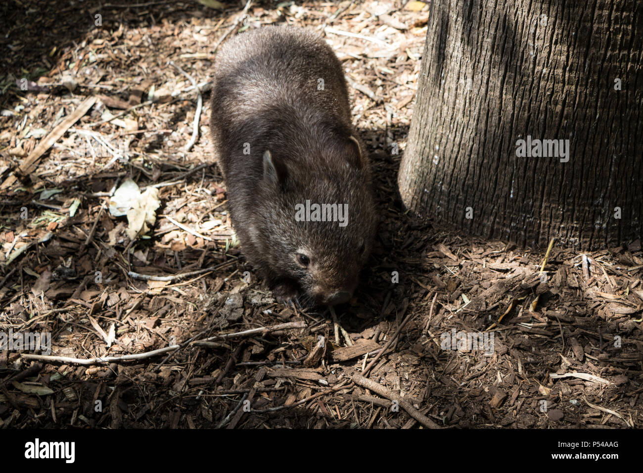 Piccolo roditore in un parco faunistico di Sydney, NSW, Australia Foto Stock