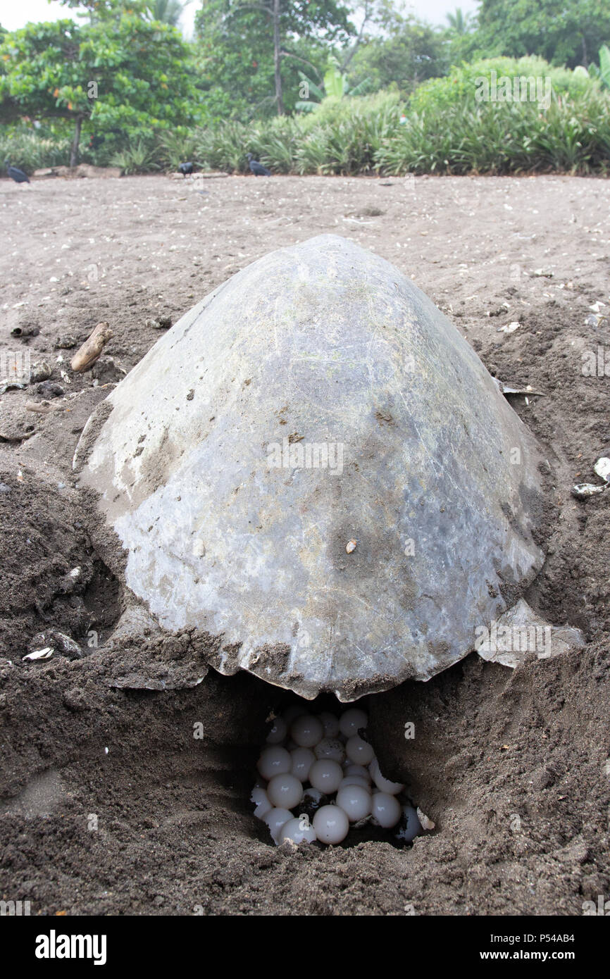 Un olive ridley SEA TURTLE (Lepidochelys olivacea) depone le uova in una sabbia vulcanica beach in Costa Rica Foto Stock