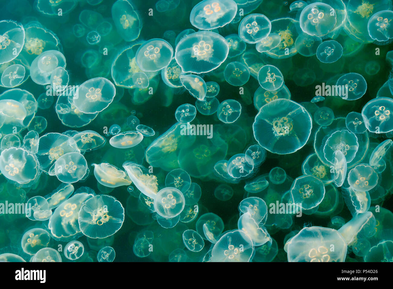 Una fitta fioritura della luna gelatine (comune meduse, saucer jelly) fluttua tra il plancton in una insenatura costiera in tarda primavera (British Columbia). Foto Stock