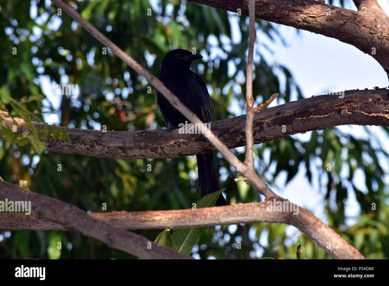 Little Crow Corvus bennetti Foto Stock