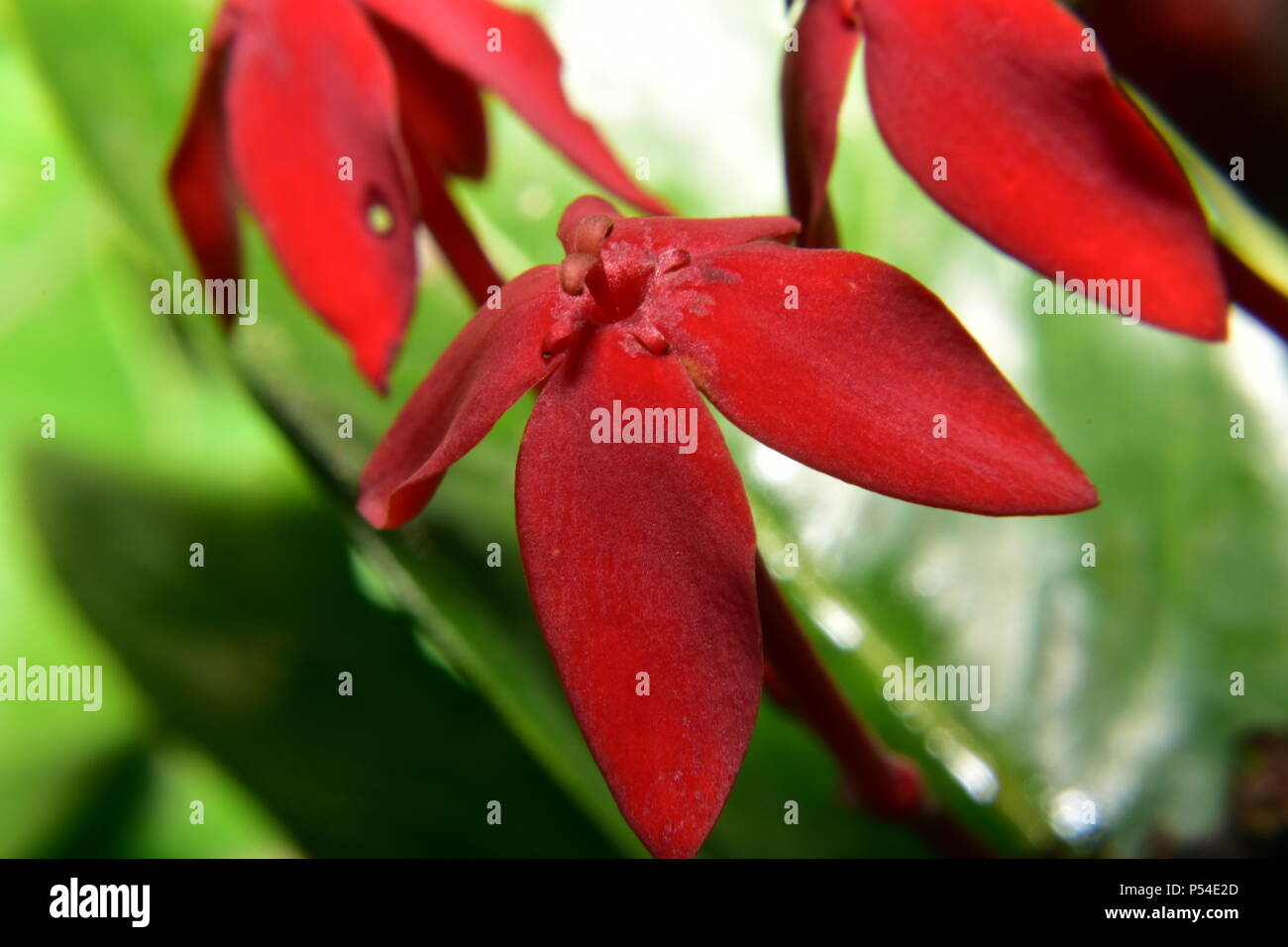 Ixora coccinea Fiamma di boschi fiore Foto Stock