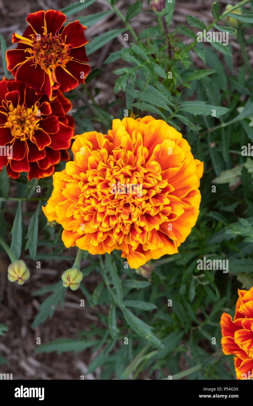 Tagetes patula "Cresta fiamma'. Tagete francese "Cresta fiamma' fiori Foto Stock