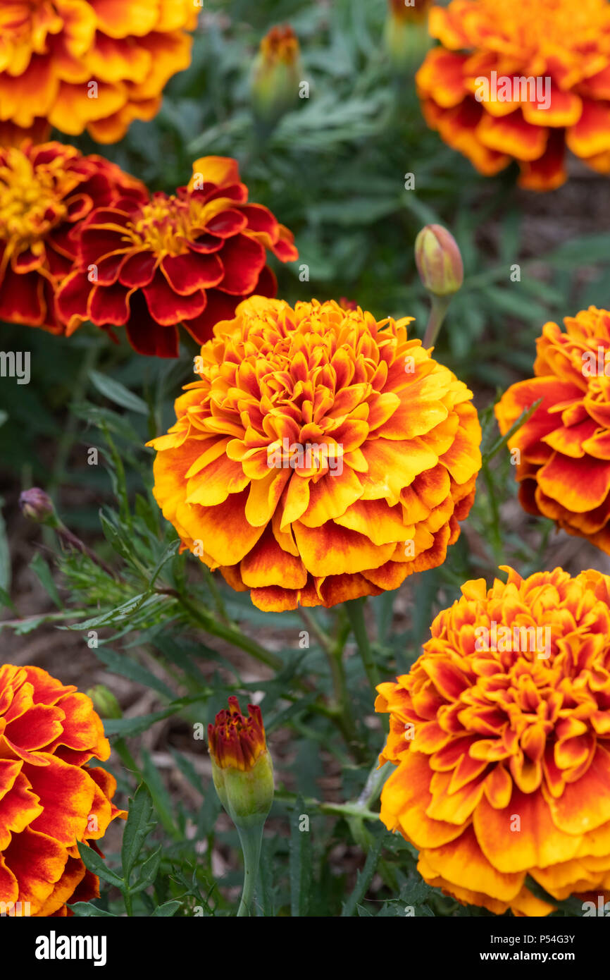 Tagetes patula "Cresta fiamma'. Tagete francese "Cresta fiamma' fiori Foto Stock