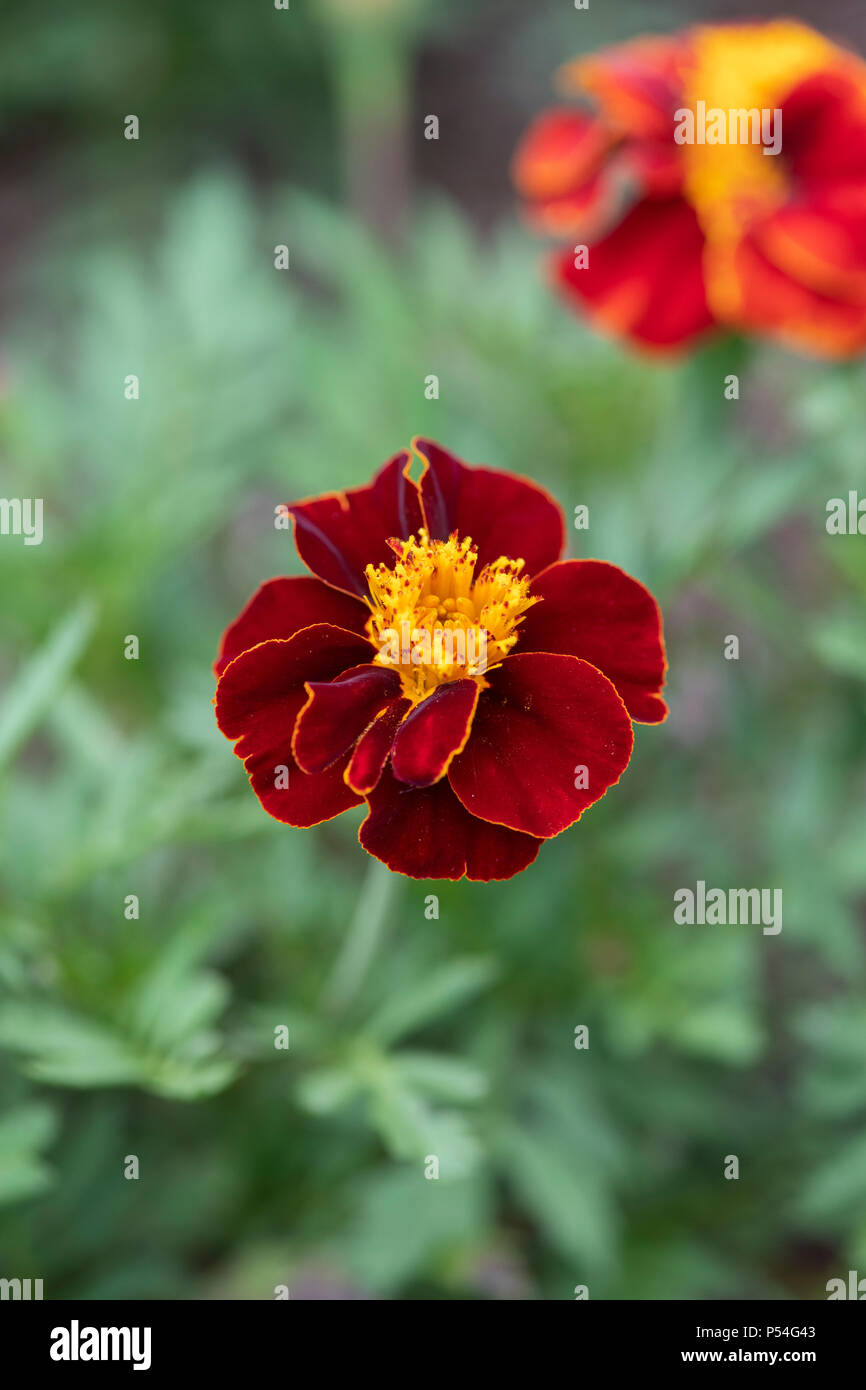 Tagetes patula 'cavaliere rosso". Tagete francese "cavaliere rosso' fiori Foto Stock