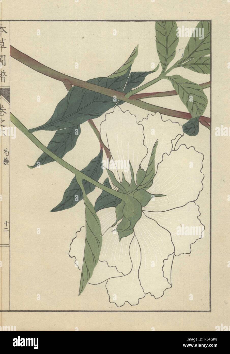 Large White peonia fiore (lato inferiore) con stelo verde e foglie di colore verde scuro. Paeonia albiflora. Shakuyaku. . Stampato a colori woodblock incisione di Kan'en Iwasaki da 'Honzo Zufu", una guida illustrata per piante medicinali, 1884. La Iwasaki (1786-1842) era un giapponese botanico, entomologo e zoologo. Egli è stato uno dei primi botanici giapponesi per incorporare la conoscenza occidentale nei suoi studi. Foto Stock