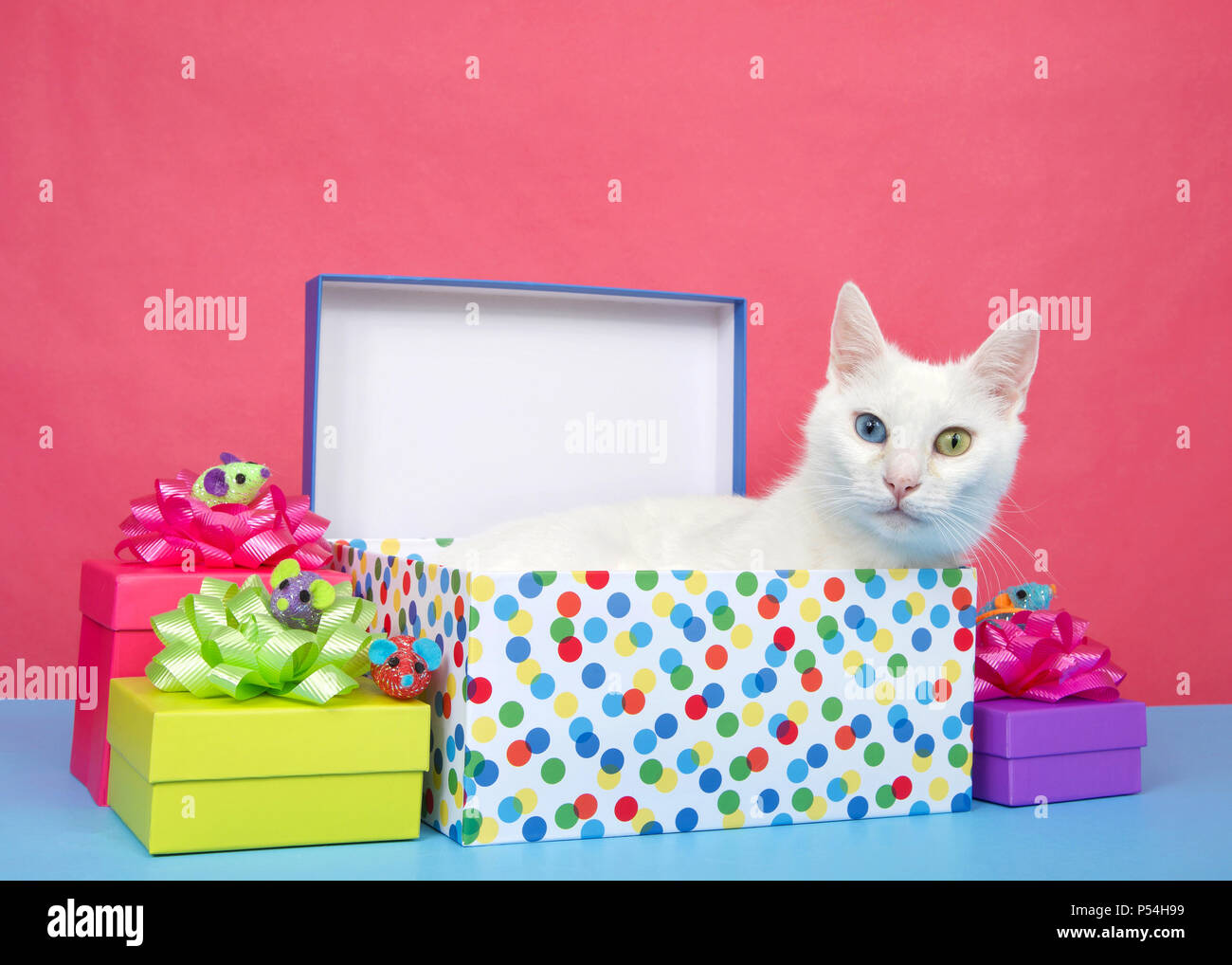 Adorabili bianco dai capelli medio cat con heterochromia, odd-eyed, posa in un regalo di compleanno circondato da colorato presenta sulla superficie blu backg rosa Foto Stock