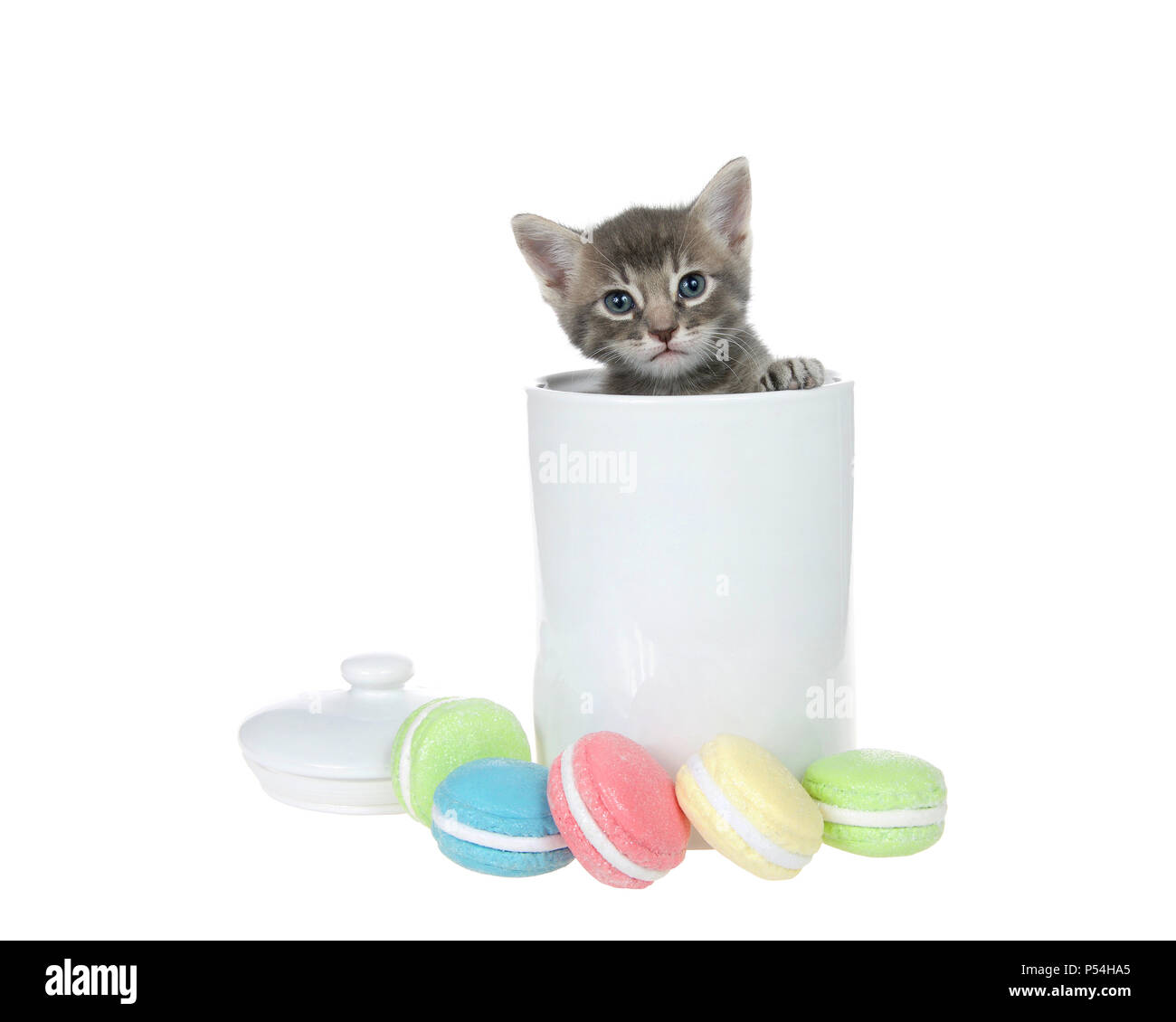 Piccolo grigio e crema tabby kitten peaking al di fuori di un colore bianco porcellana cookie jar zampe sul lato del vaso guardando al visualizzatore. Macaron i cookie nella parte anteriore Foto Stock