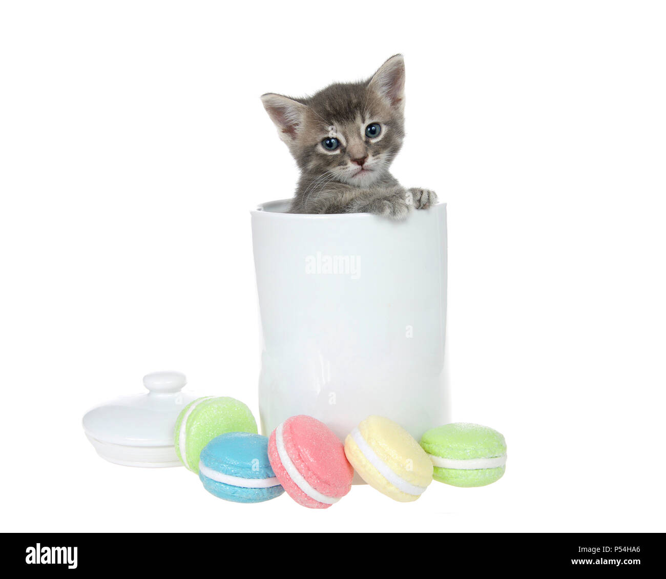 Piccolo grigio e crema tabby kitten peaking al di fuori di un colore bianco porcellana cookie jar zampe sul lato del vaso guardando al visualizzatore. Macaron i cookie nella parte anteriore Foto Stock