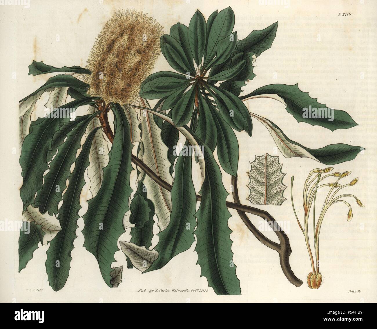 Banksia integrifolia. . Intero-lasciava banksia con due fiori e bracteae. Nativo di Australia, e chiamato con il nome di Joseph Banks.. . Illustrazione di WJ Hooker, inciso da Swan. Handcolored incisione su rame da William Curtis's "il Botanical Magazine' 1827.. . William Jackson Hooker (1785-1865) era un botanico inglese, scrittore e artista. Egli è stato Regius Professor di Botanica dell'Università di Glasgow, e editor di Curtis's "Botanical Magazine' dal 1827 al 1865. Nel 1841, fu nominato direttore del Giardino Botanico Reale di Kew, gli succedette il figlio Giuseppe Dalton. Hooker documentato la Foto Stock