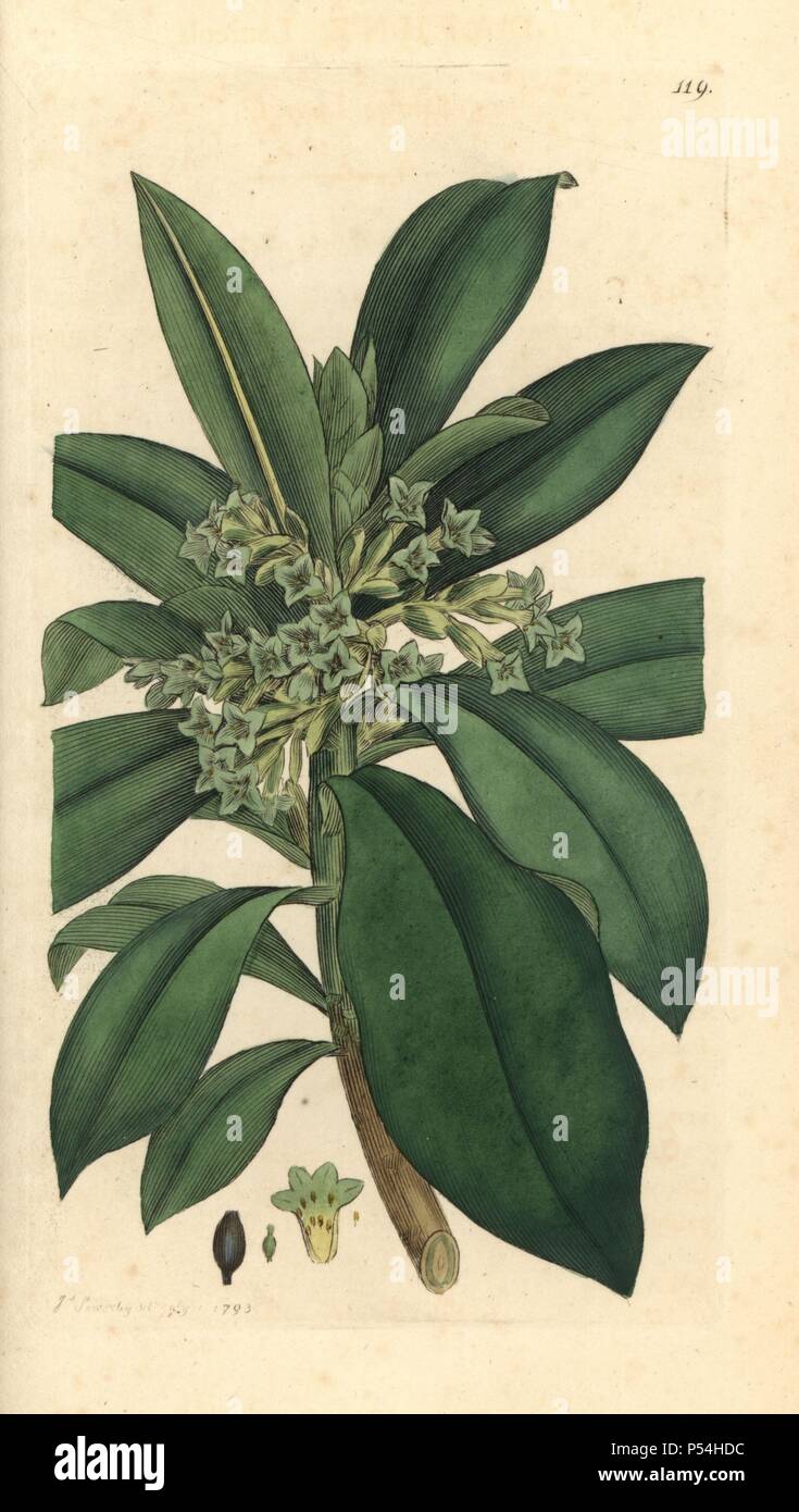 Alloro euforbia, Daphne laureola. Handcolored incisione su rame da un disegno da James Sowerby per Smith è 'Inglese botanica" (1793). Sowerby fu un instancabile illustratore di libri di storia naturale e libri illustrati di botanica, micologia, conchology e geologia. Foto Stock