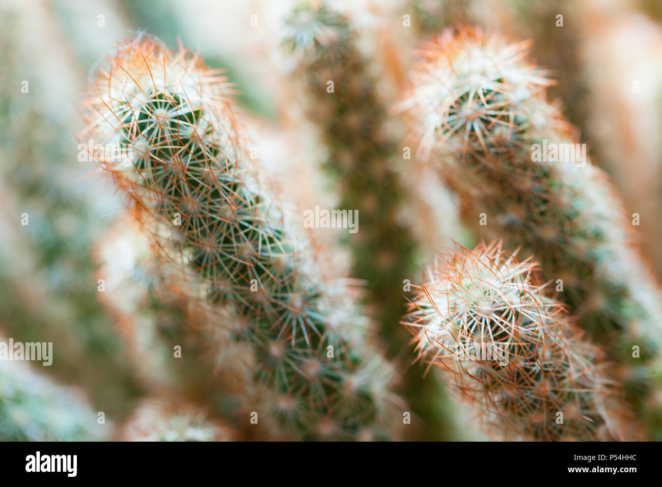 Cactus con spine rosse , naturale foto macro con selettiva di messa a fuoco poco profonda Foto Stock