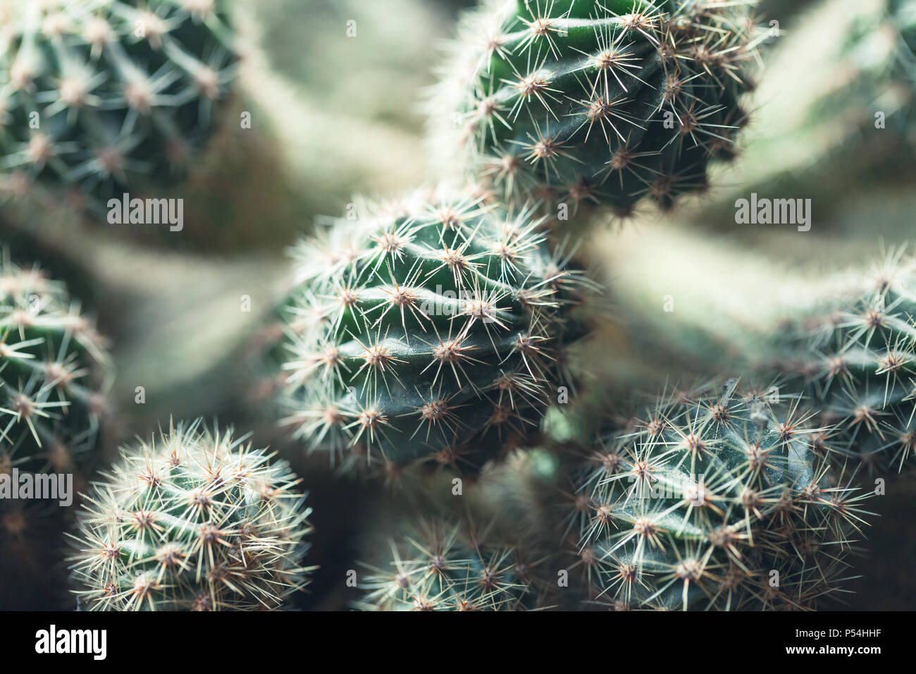 Cactus, naturale vicino la foto con selettiva di messa a fuoco poco profonda Foto Stock