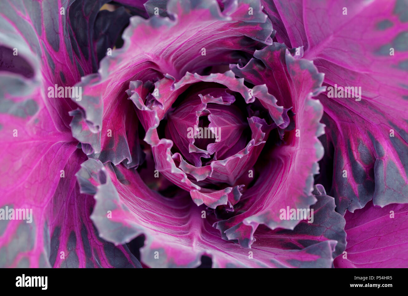 Brassica oleracea. Cavolo Northern Lights ibrido F1. Cavolo ornamentale pattern Foto Stock