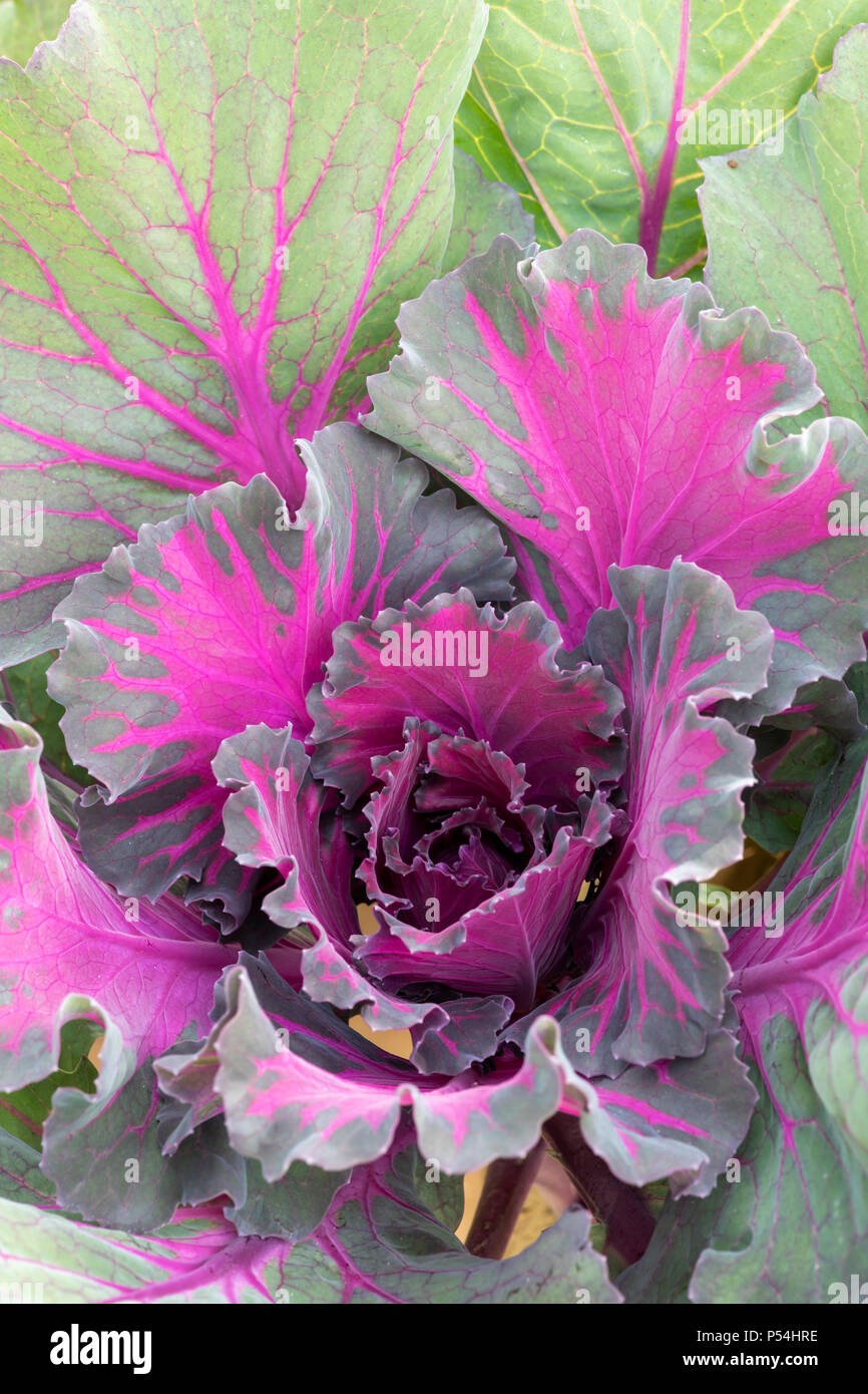 Brassica oleracea. Cavolo Northern Lights ibrido F1. Cavolo ornamentale pattern Foto Stock