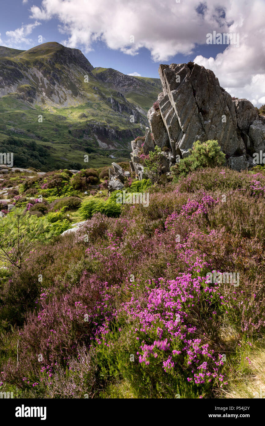 Fioritura heather in Nant Ffrancon valley, Snowdonia, il Galles del Nord Foto Stock