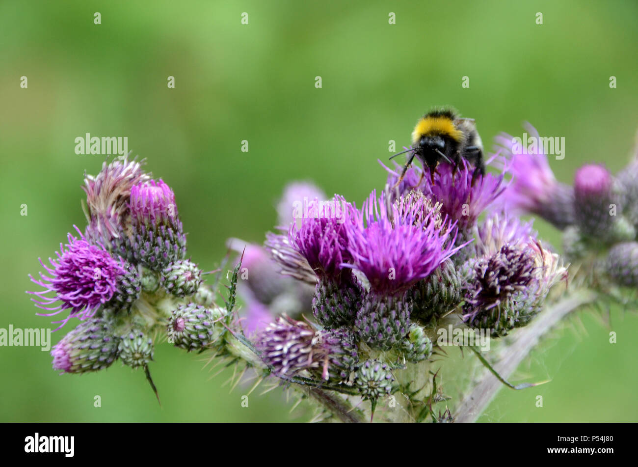 Un cluster di violetta thistle fiori, un'ape visiti uno dei fiori. Foto Stock