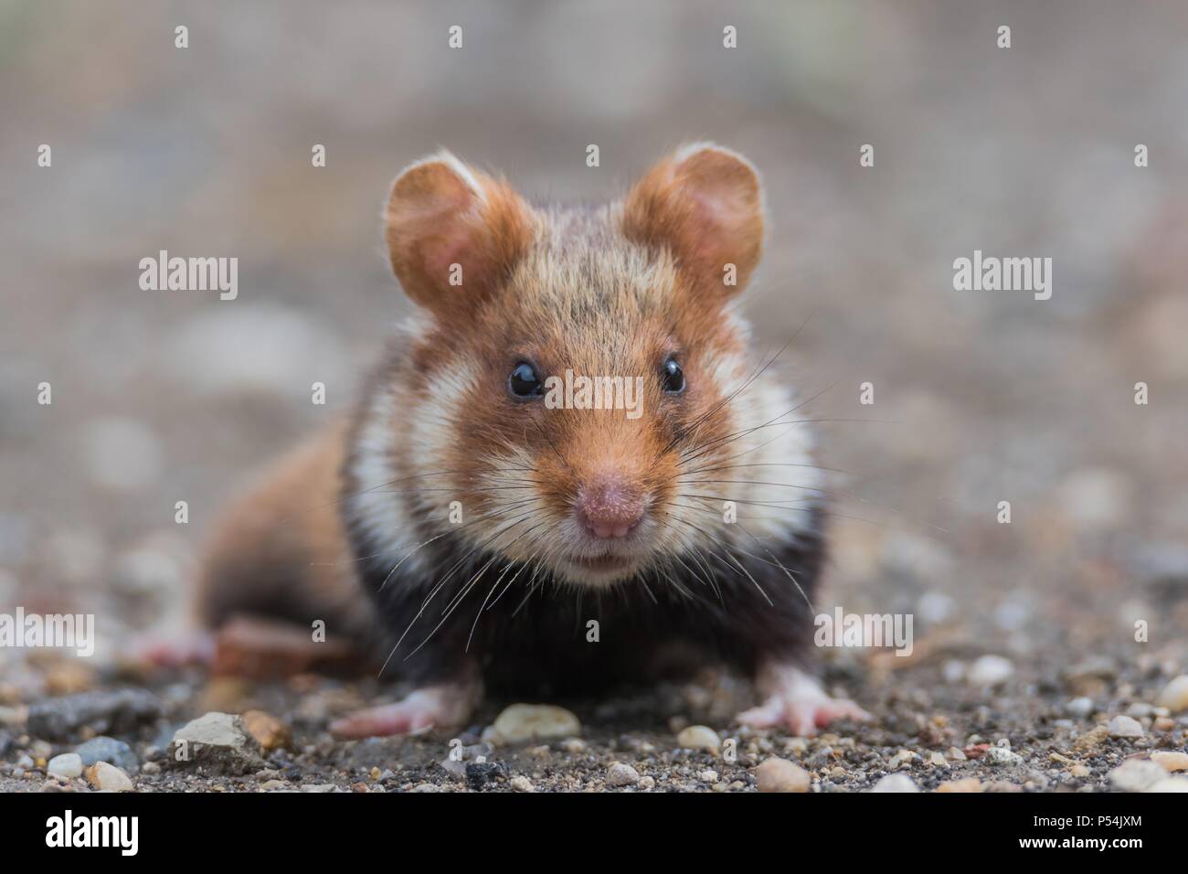 Eurasian hamster Foto Stock