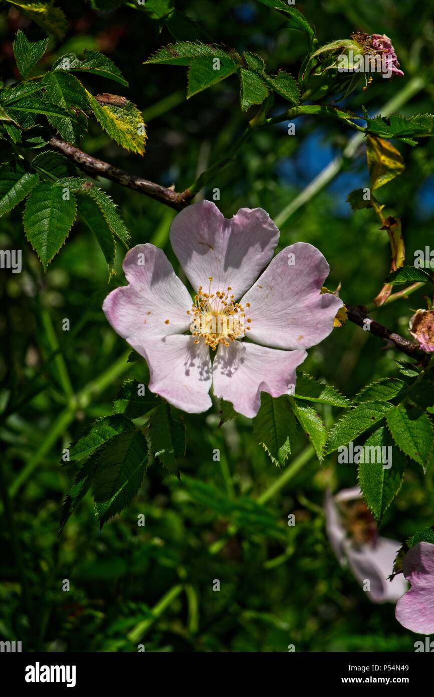 La rosa canina in hedge lungo Ragdon Lane, Church Stretton, Shropshire Foto Stock