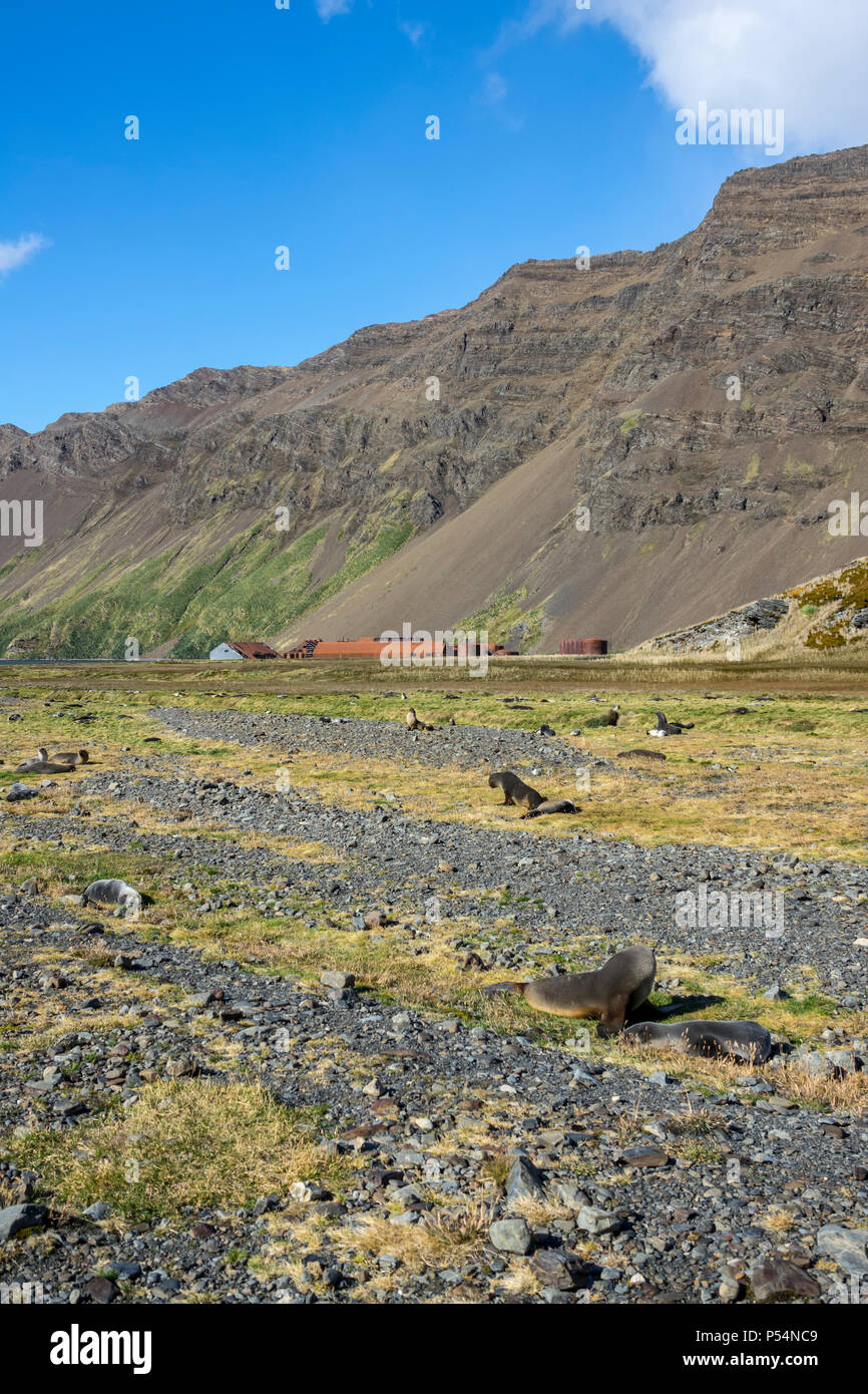 Antartico le foche a Stromness Stazione Baleniera, Isola Georgia del Sud Foto Stock