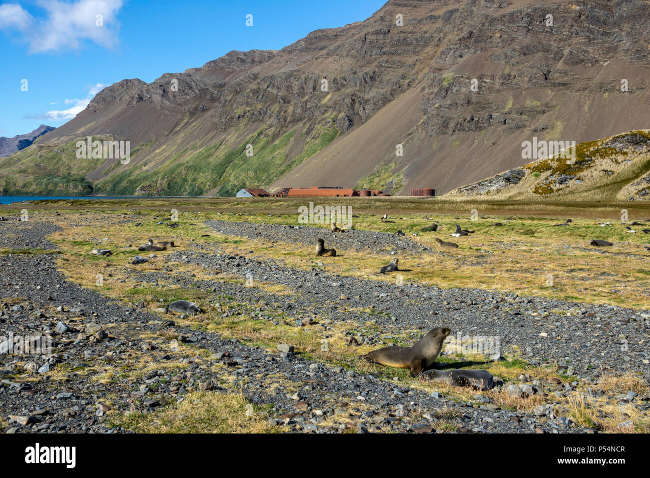 Antartico le foche a Stromness Stazione Baleniera, Isola Georgia del Sud Foto Stock