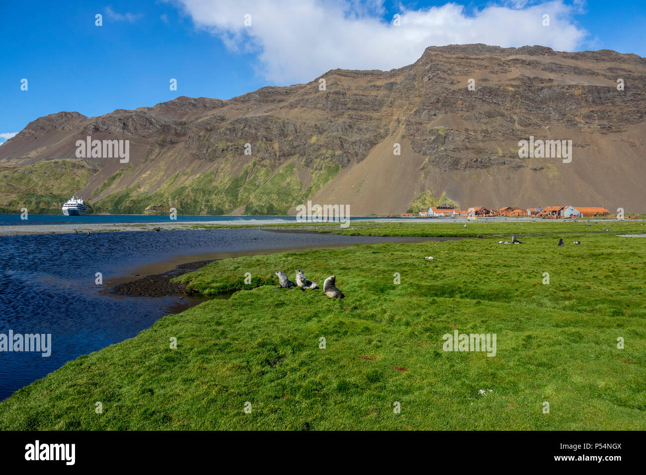 Antarctic fur cuccioli di foca davanti a Stromness Stazione Baleniera, con le Lyrial in background Foto Stock