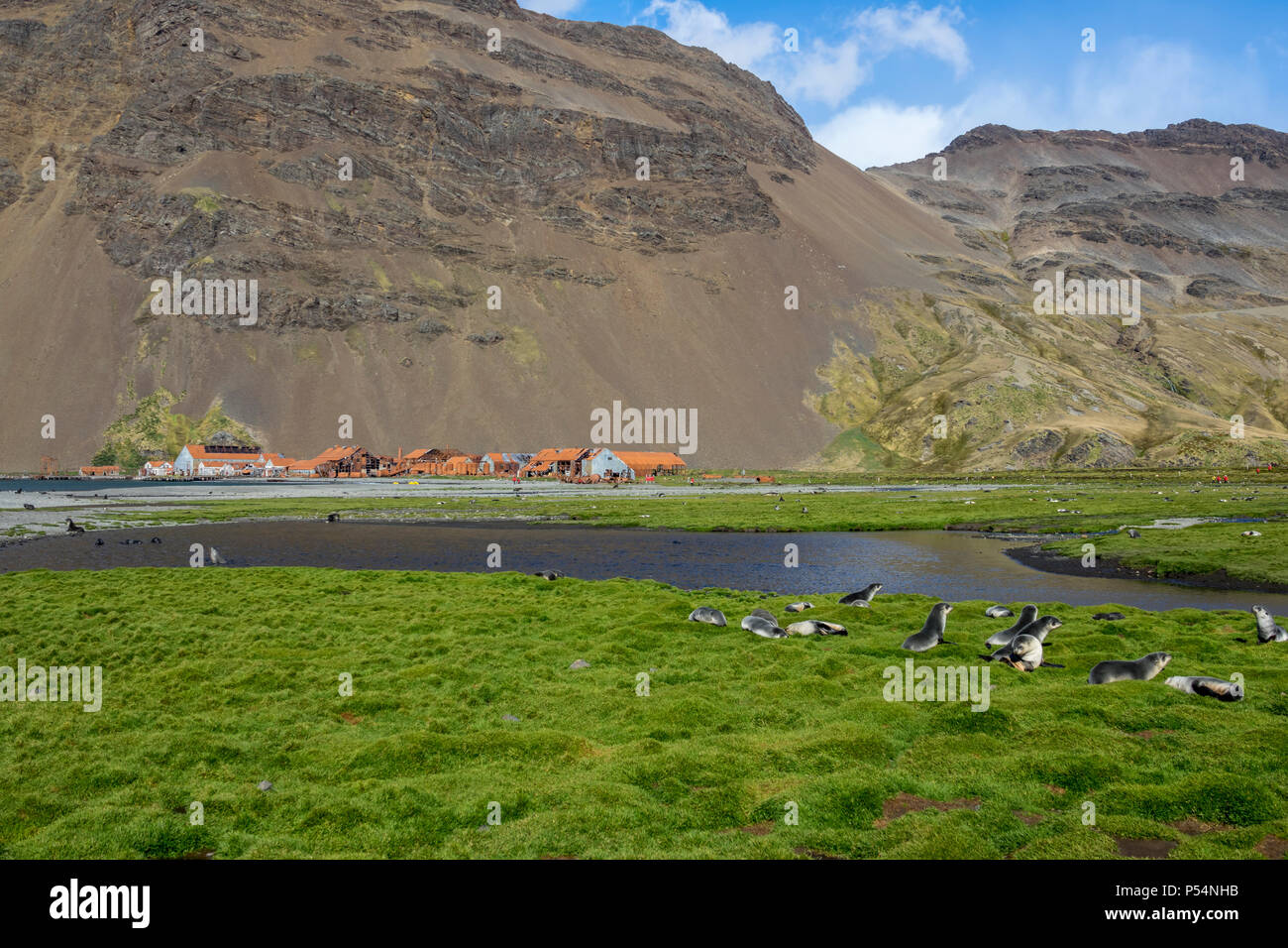 Antartico le foche e cuccioli a Stromness Stazione Baleniera, Isola Georgia del Sud Foto Stock