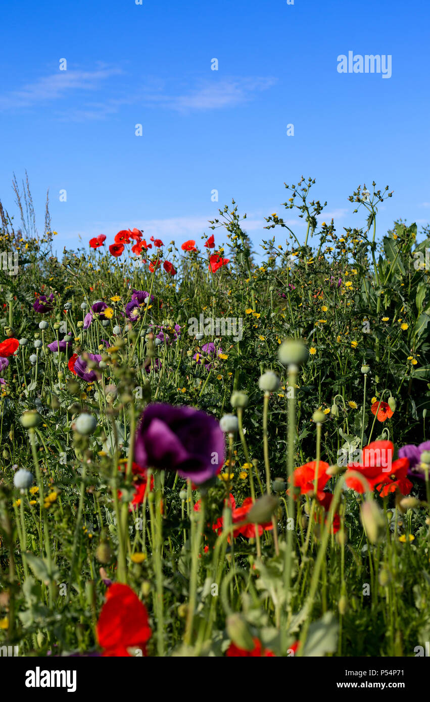 Un sorprendente display di papaveri in un campo adiacente ad un edificio sito nel West Hanney, Wantage, Oxfordshire, Regno Unito Foto Stock
