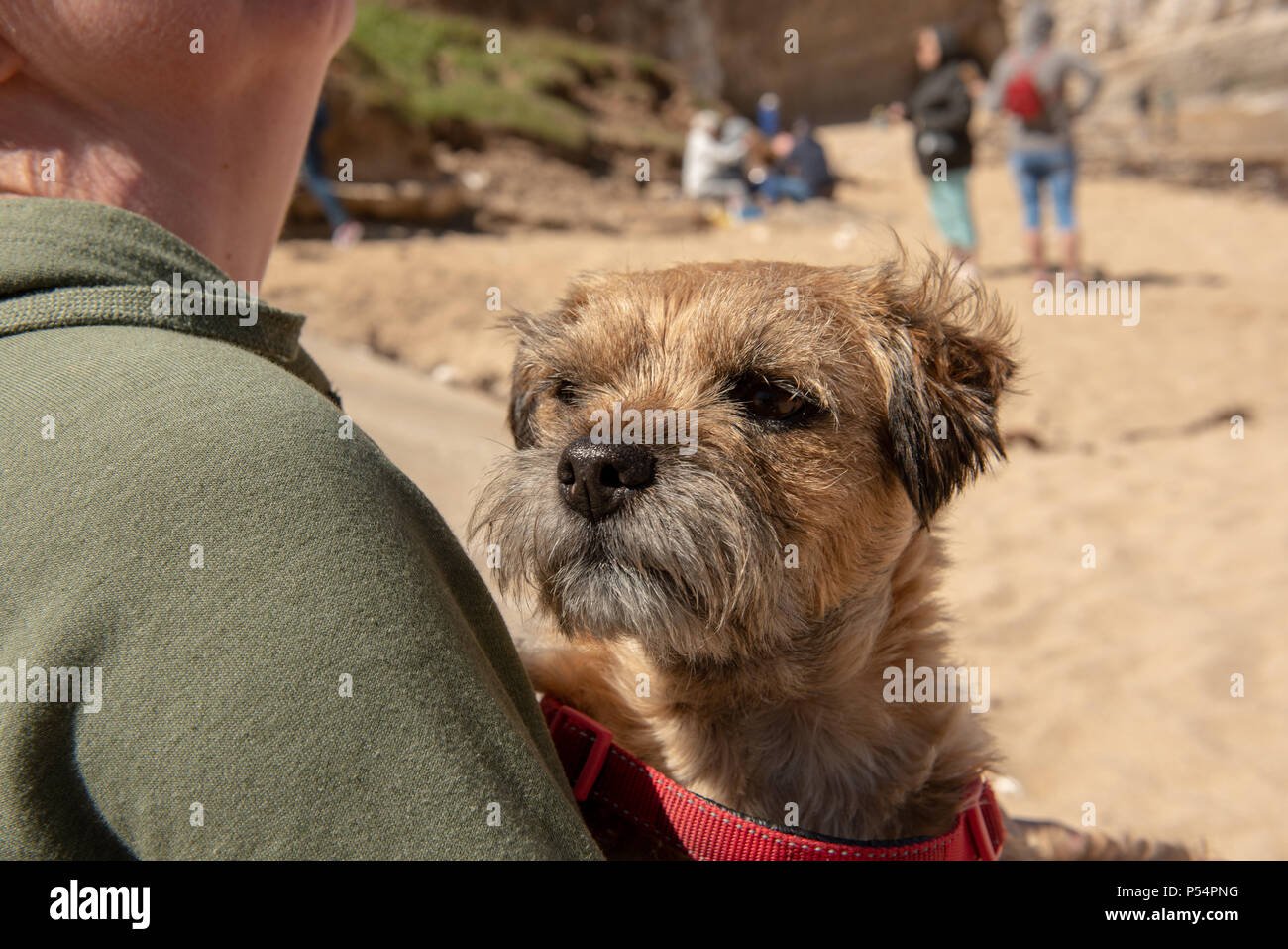 Border terrier Foto Stock