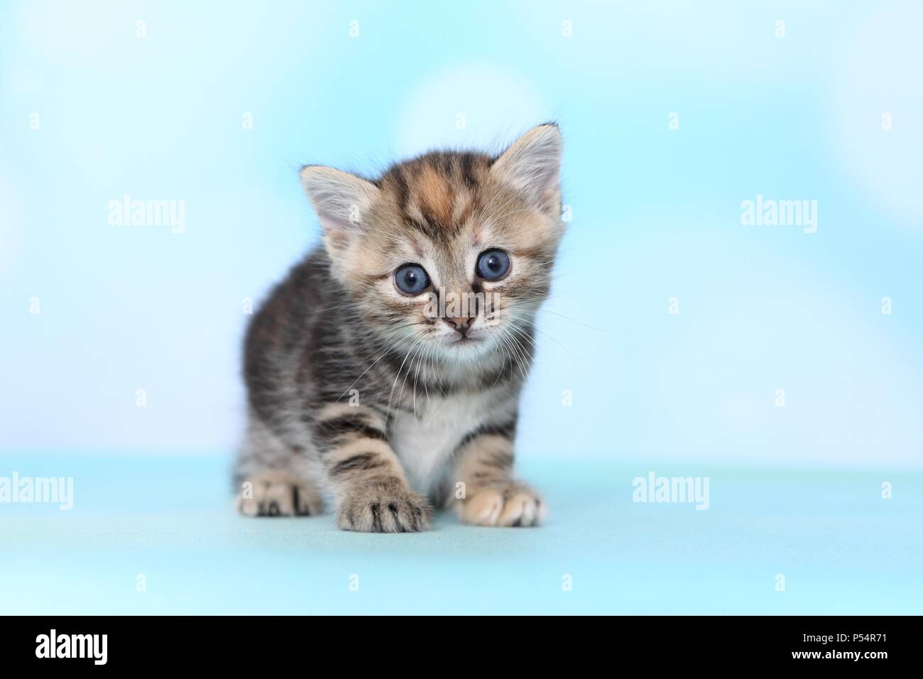 European Shorthair Kitten Foto Stock