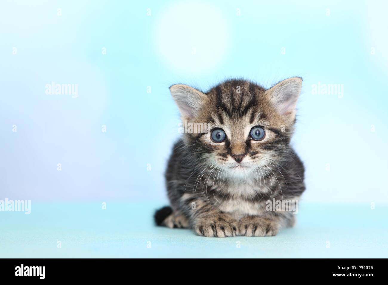 European Shorthair Kitten Foto Stock