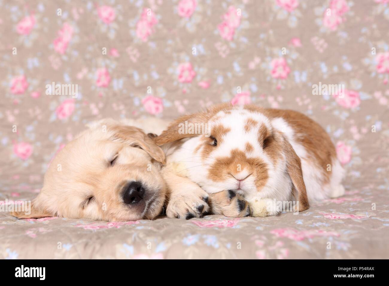 Golden Retriever cucciolo e floppy-eared rabbit Foto Stock