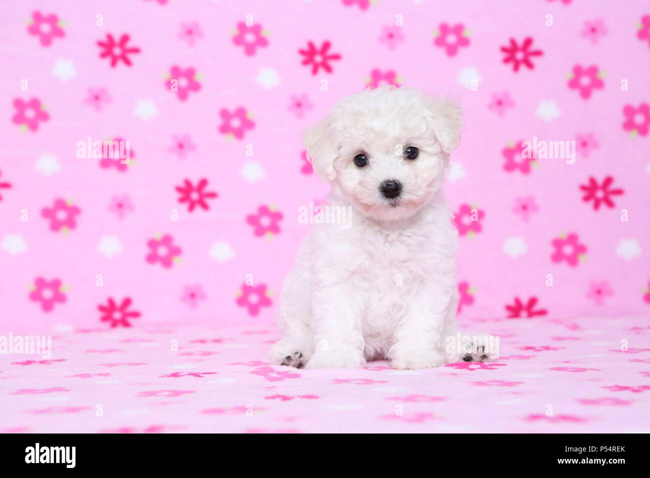 Bichon Frise cucciolo Foto Stock