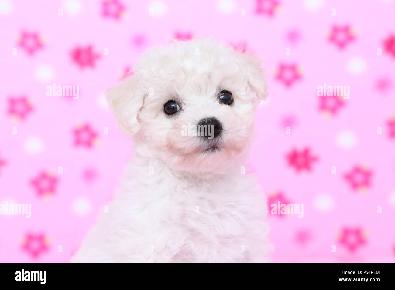 Bichon Frise cucciolo Foto Stock