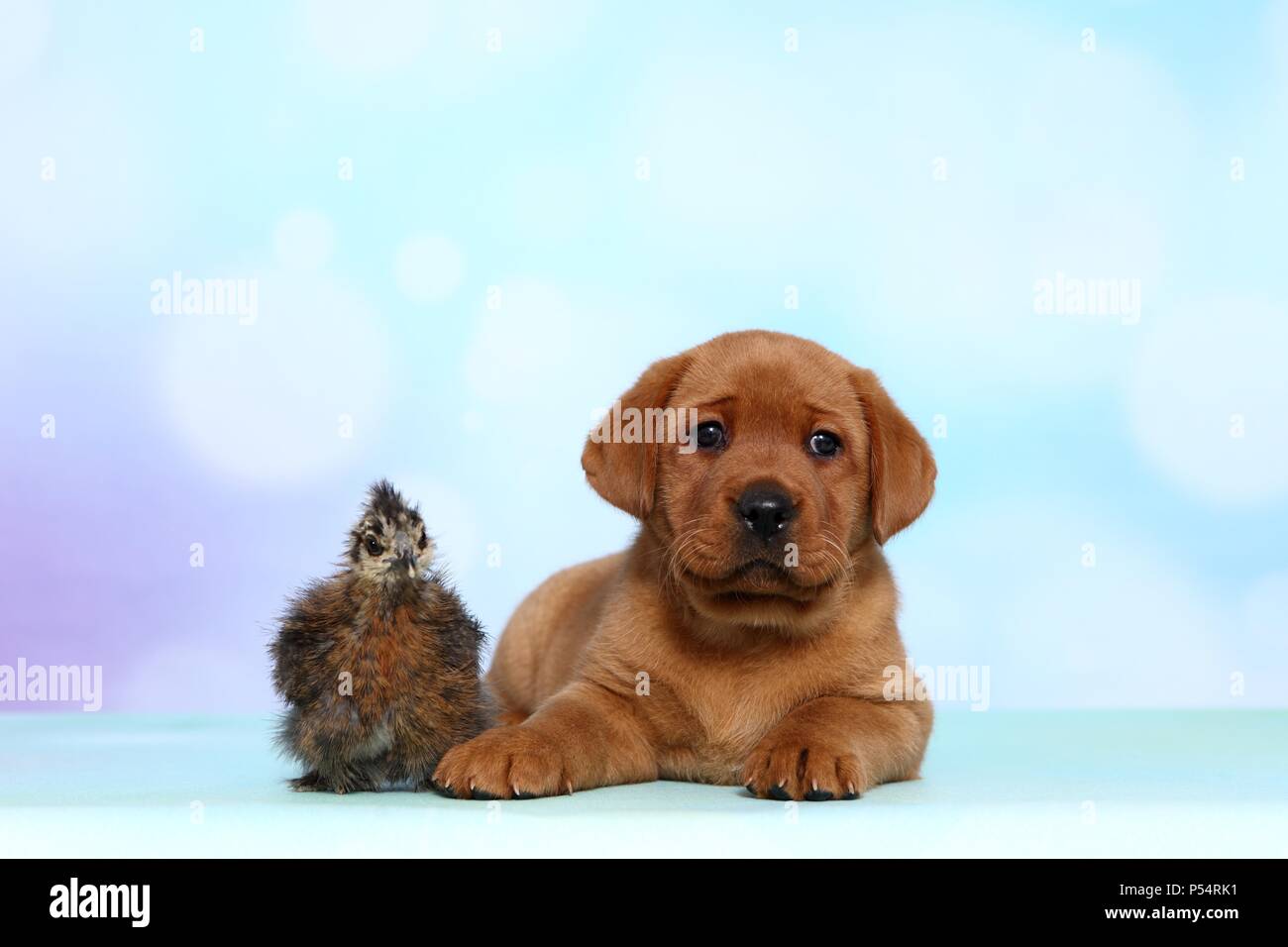 Il Labrador Retriever cucciolo e setosa pollo Foto Stock