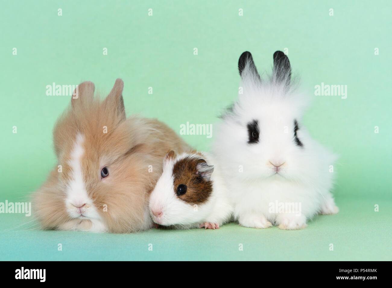Lion con testa di conigli e di cavia Foto Stock
