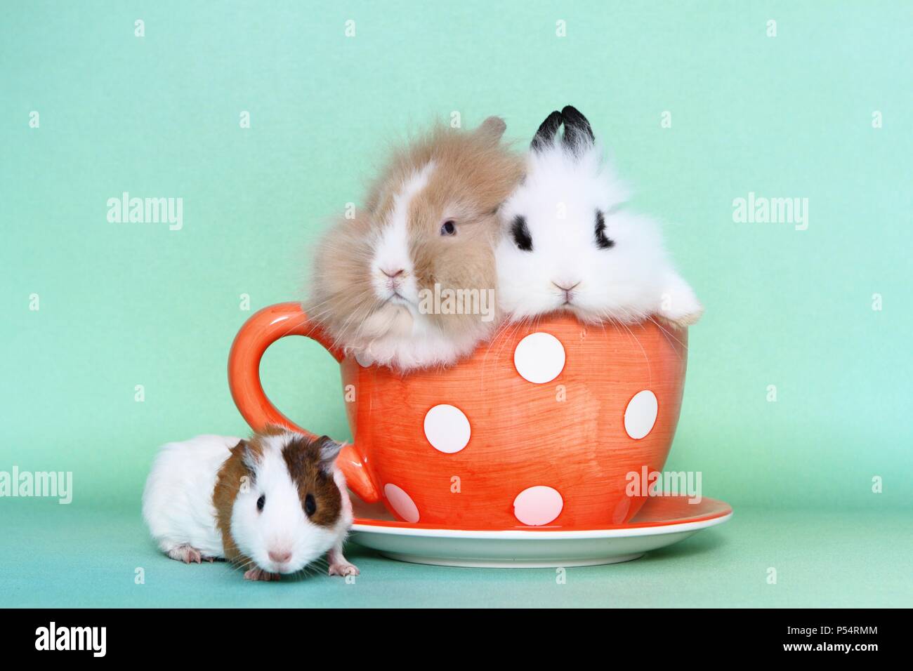 Lion con testa di conigli e di cavia Foto Stock