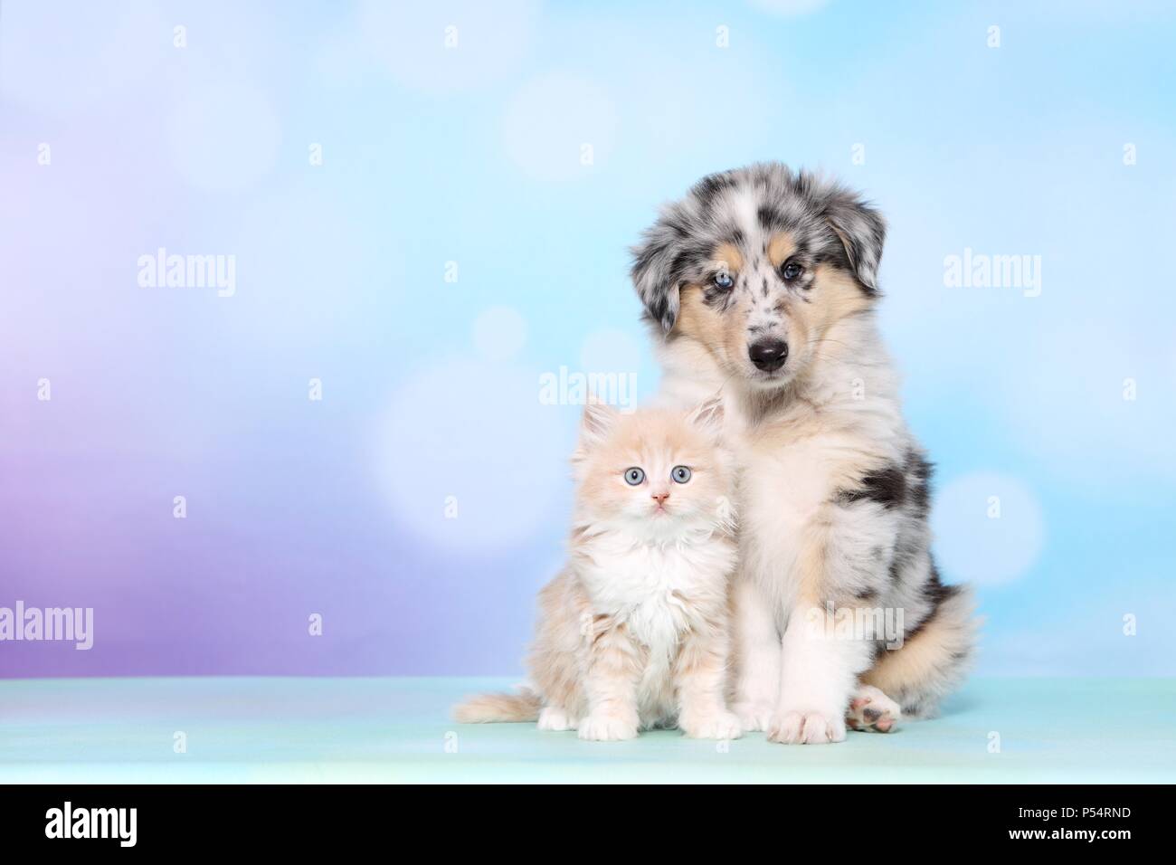 Cucciolo e gattino Foto Stock