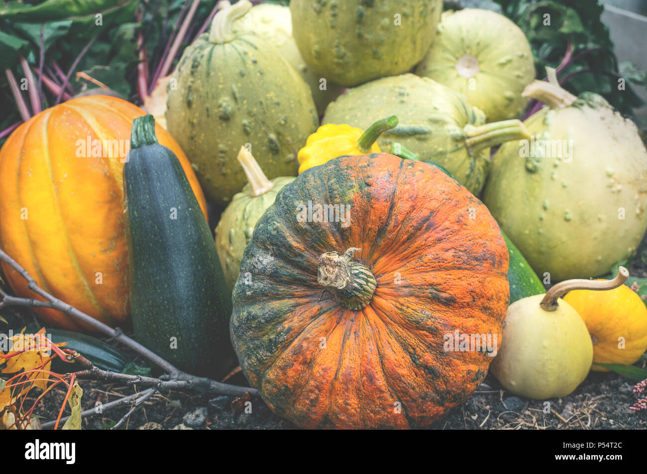 Bellissimi colori misti di ripe zucche sdraiati sull'erba sul tracciato di allevamento per il giorno del Ringraziamento. Il telaio orizzontale. Foto Stock