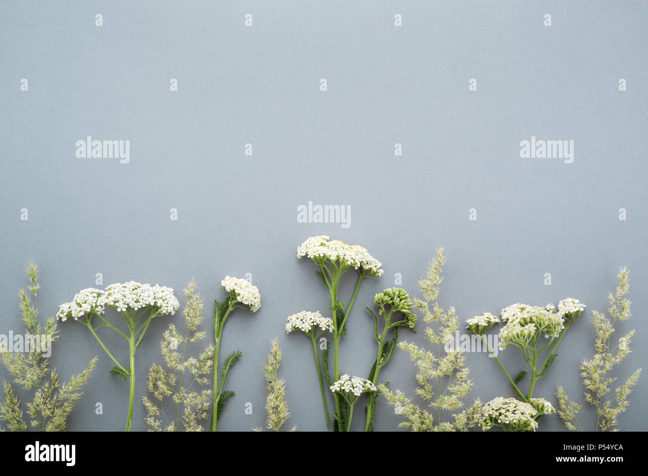 Campo estivo di erba e fiori selvatici bordo su sfondo grigio. Floral Cancellare pattern con copia spazio. Lay piatto. Foto Stock