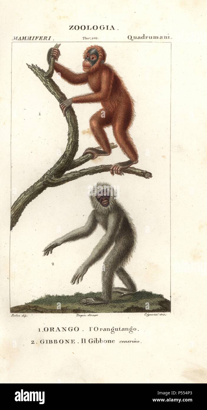 Orang Utan, pongo pygmaeus (pericolo) e gibbon argenteo, Hylobates moloch (pericolo). Handcolored calcografia incisione imbianchini da Jussieu's 'dictionary di scienze naturali", Firenze, Italia, 1837. Illustrazione di J. G. Pretre, inciso da Cignozzi, diretta da Pierre Jean-Francois Turpin, e pubblicato da Batelli e figli. Jean Gabriel Pretre (17801845) era pittore di storia naturale a Imperatrice Josephine's zoo e divenne in seguito un artista al Museo di Storia Naturale. Turpin (1775-1840) è considerato uno dei più grandi francese illustratori botanici del XIX secolo. Foto Stock