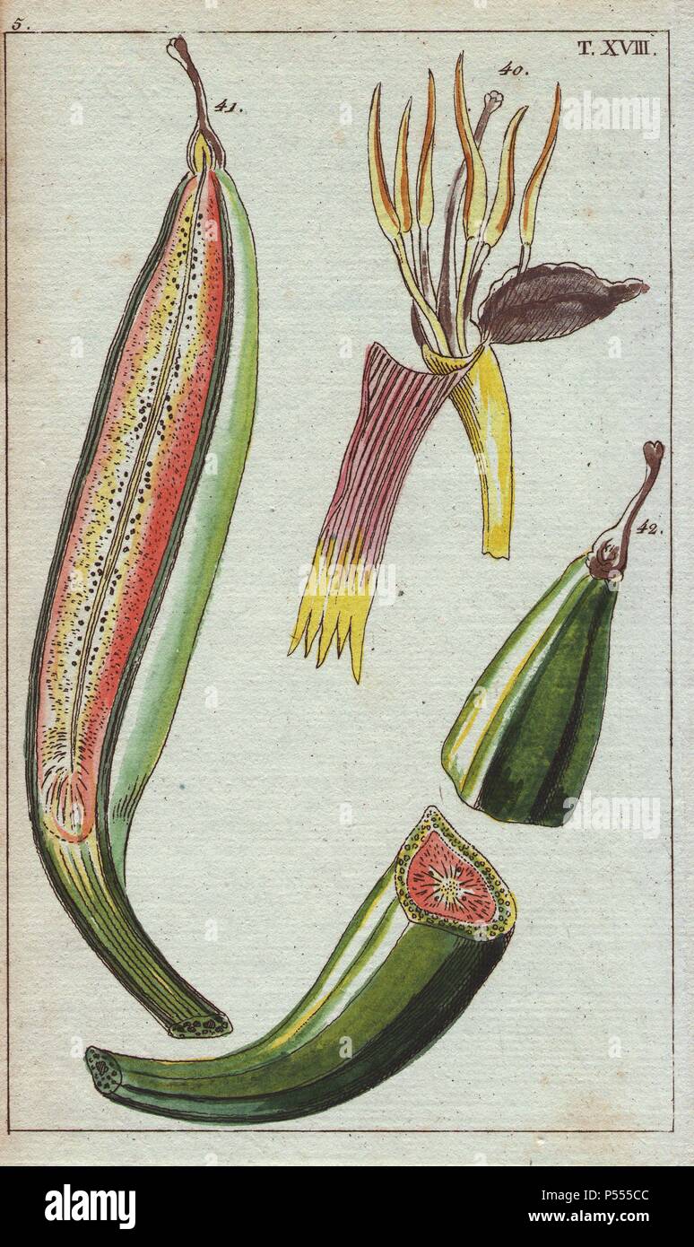 Banana frutto, Musa paradisiaca. Handcolored incisione su rame di una illustrazione botanica da G. T. Wilhelm 'Unterhaltungen aus der Naturgeschichte' (Enciclopedia di Storia Naturale), Vienna, 1816. Gottlieb Tobias Wilhelm (1758-1811) era un pastore bavarese e naturalista ad Augsburg, dove la prima edizione è stata pubblicata. Foto Stock