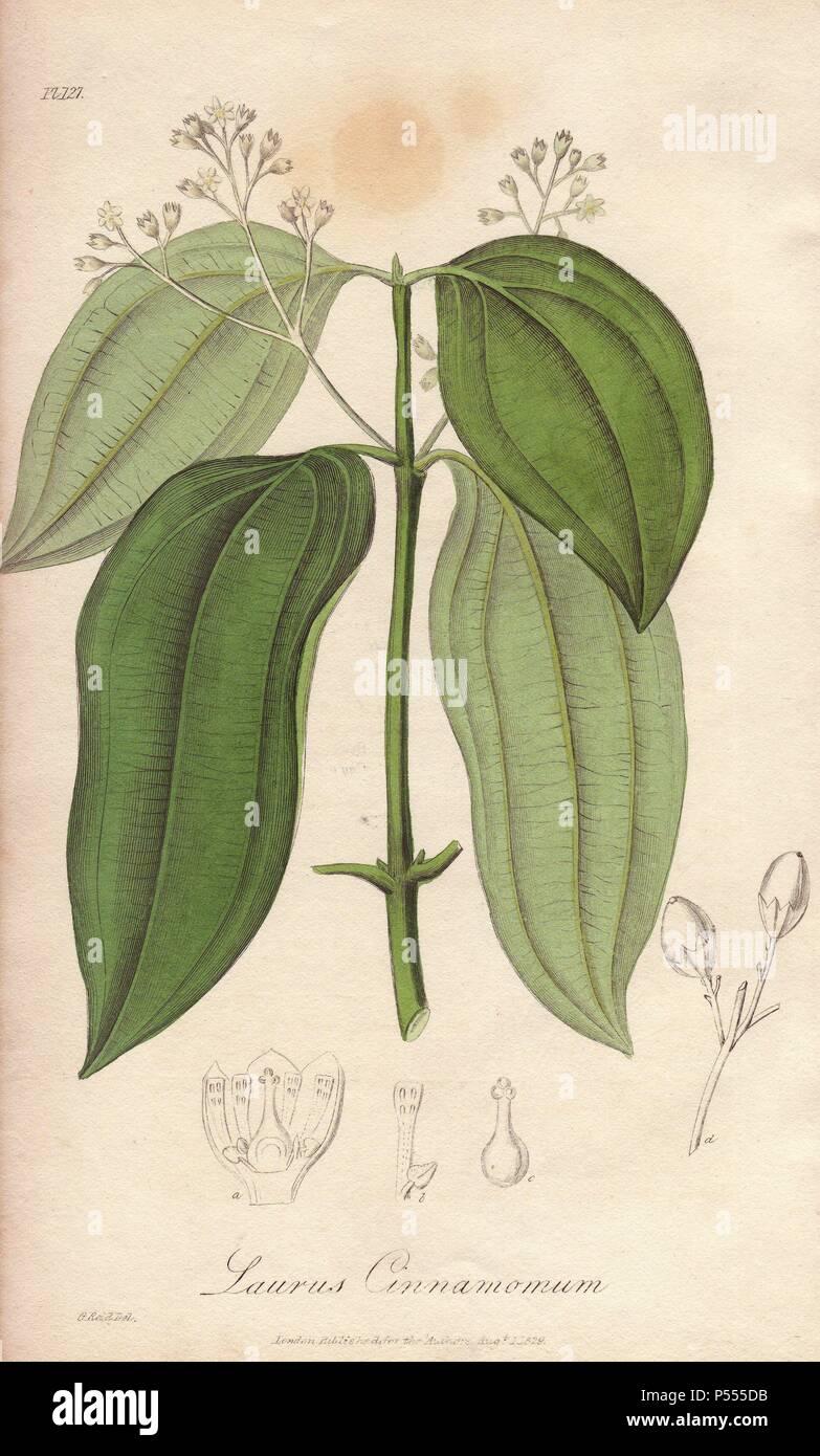 La cannella Cinnamomum verum. Handcolored illustrazione Botanici disegnati da G. Reid e inciso su acciaio da John Stephenson e James Morss Churchill's "medical Botanica: o illustrazioni e descrizioni delle piante medicinali di Londra, Edimburgo e Dublino farmacopee," John Churchill, Londra, 1831. Foto Stock