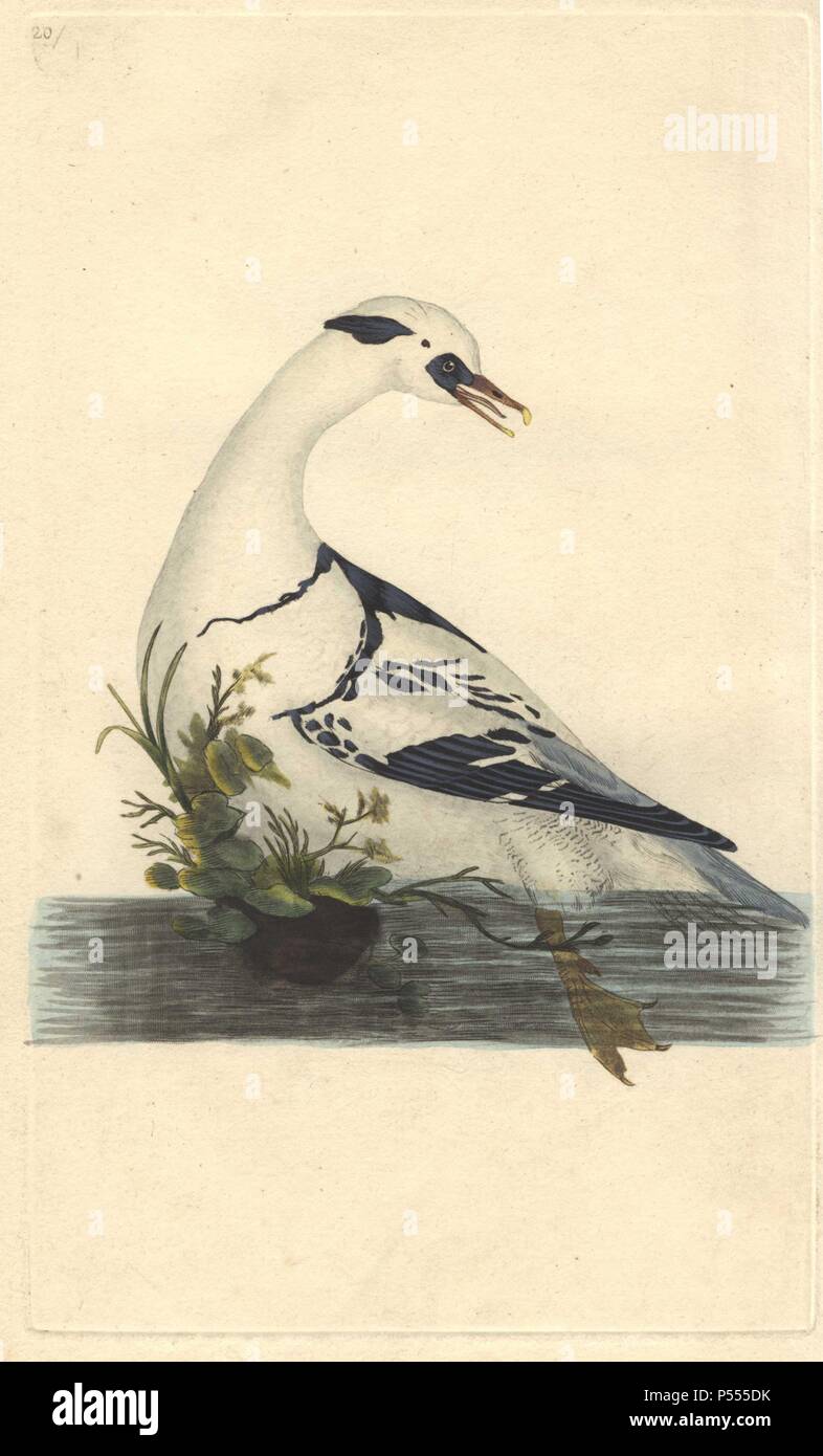 Snowy White smew drake con macchie nere e striature nel caratteristico 'ghiaccio frantumato' pattern. . . "Latham dice che una volta ha scoperto un paio di gamberi nel ventre di uno di questi uccelli, e suppone loro di essere il suo capo cibo.". . Mergus albellus. . Edward Donovan (1768-1837) era un dilettante anglo-irlandese dello zoologo, scrittore, artista ed incisore. Egli ha scritto ed illustrato una serie di volumi di uccelli, pesci e conchiglie di insetti, aprì il suo museo di storia naturale di Londra, ma in seguito cadde su hard times e morì senza un soldo. . Handcolored incisione su rame da Edward Donovan è 'il naturale H Foto Stock Snowy White smew drake con macchie nere e striature nel caratteristico 'ghiaccio frantumato' pattern. . . "Latham dice che una volta ha scoperto un paio di gamberi nel ventre di uno di questi uccelli, e suppone loro di essere il suo capo cibo.". . Mergus albellus. . Edward Donovan (1768-1837) era un dilettante anglo-irlandese dello zoologo, scrittore, artista ed incisore. Egli ha scritto ed illustrato una serie di volumi di uccelli, pesci e conchiglie di insetti, aprì il suo museo di storia naturale di Londra, ma in seguito cadde su hard times e morì senza un soldo. . Handcolored incisione su rame da Edward Donovan è 'il naturale H Foto Stock