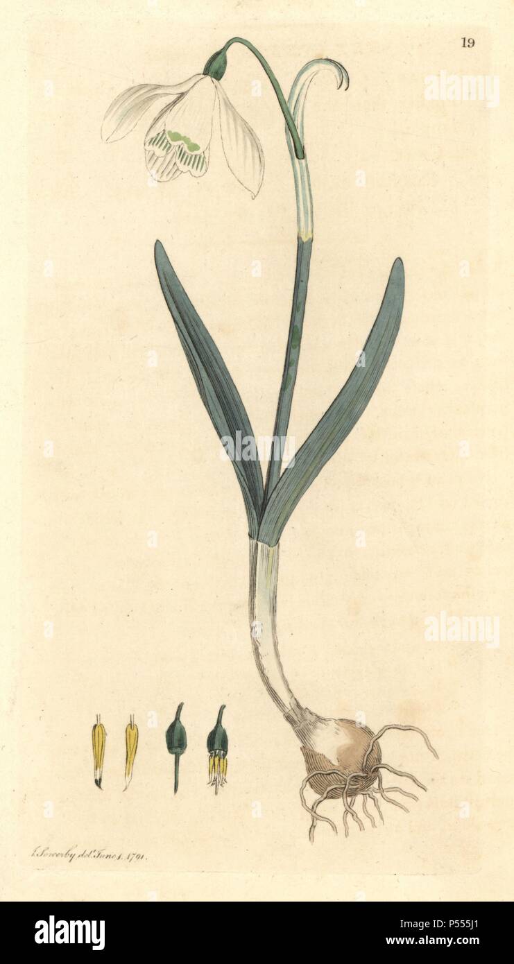 Snowdrop, Galanthus nivalis. Handcolored incisione su rame da un disegno da James Sowerby per Smith è 'Inglese botanica", Londra, 1791. Sowerby fu un instancabile illustratore di libri di storia naturale e libri illustrati di botanica, micologia, conchology e geologia. Foto Stock