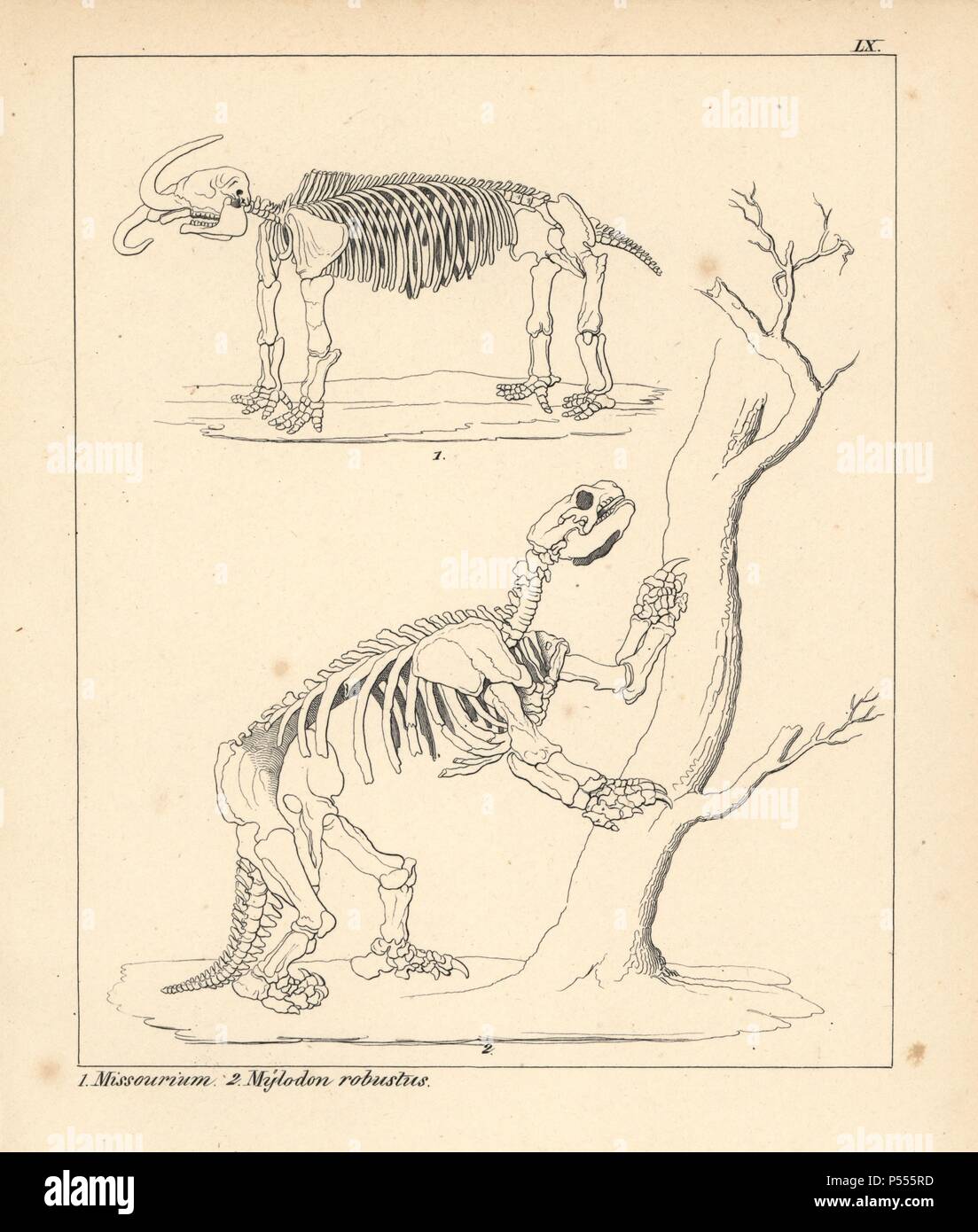 Scheletro di American mastodon, Mammut americanum, Missourium e estinzione di massa gigante bradipo, Mylodon robustus. Litografia da un artista sconosciuto dal dott. F.A. Schmidt 'Petrefactenbuch", pubblicato a Stoccarda, Germania, 1855 da Verlag von Krais & Hoffmann. Dr. Schmidt del " Libro di Petrification' introdotto fossili e paleontologia sia per lo specialista e lettore generale. Foto Stock