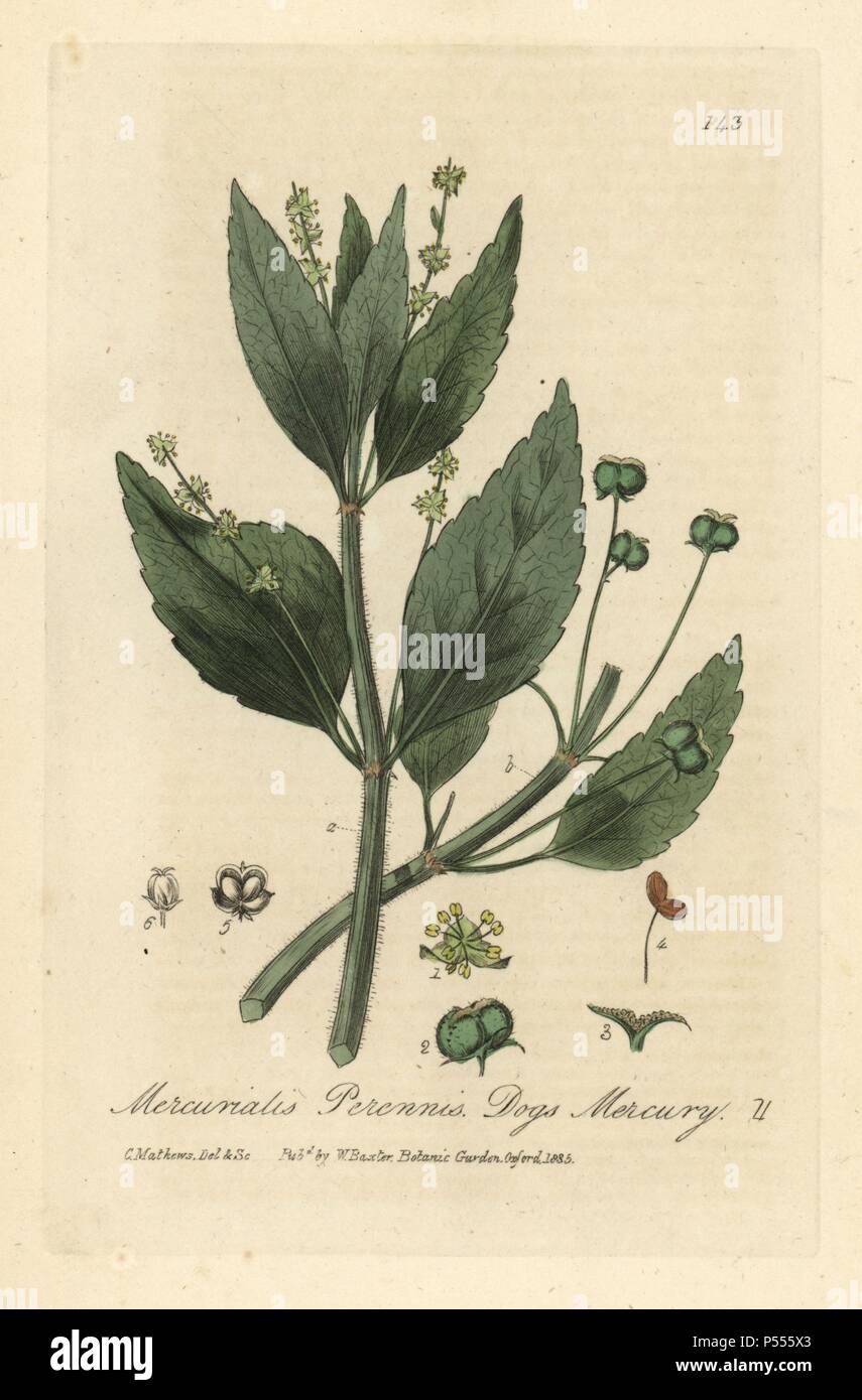 Cani mercurio, Mercurialis perennis. Copperplate Handcolored disegnato e inciso da Charles Mathews da William Baxter's "British Phaenogamous botanica" 1835. Lo scozzese William Baxter (1788-1871) è stato il curatore della Oxford Botanic Garden dal 1813 al 1854. Foto Stock