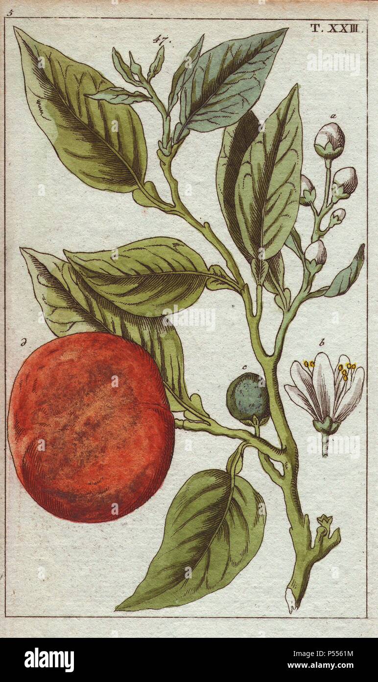 Arancione, Citrus aurantium. Handcolored incisione su rame di una illustrazione botanica da G. T. Wilhelm 'Unterhaltungen aus der Naturgeschichte' (Enciclopedia di Storia Naturale), Vienna, 1816. Gottlieb Tobias Wilhelm (1758-1811) era un pastore bavarese e naturalista ad Augsburg, dove la prima edizione è stata pubblicata. Foto Stock