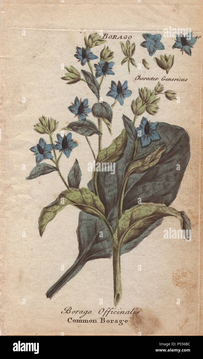 Borragine, borragine officinalis. Handcolored incisione su rame da Giosuè  Hamilton della 'Culpeper la famiglia inglese Medico' 1792. Nicholas  Culpeper (1616-1654) era un botanico inglese, erboristeria e astrologo  famoso per il suo "completa"