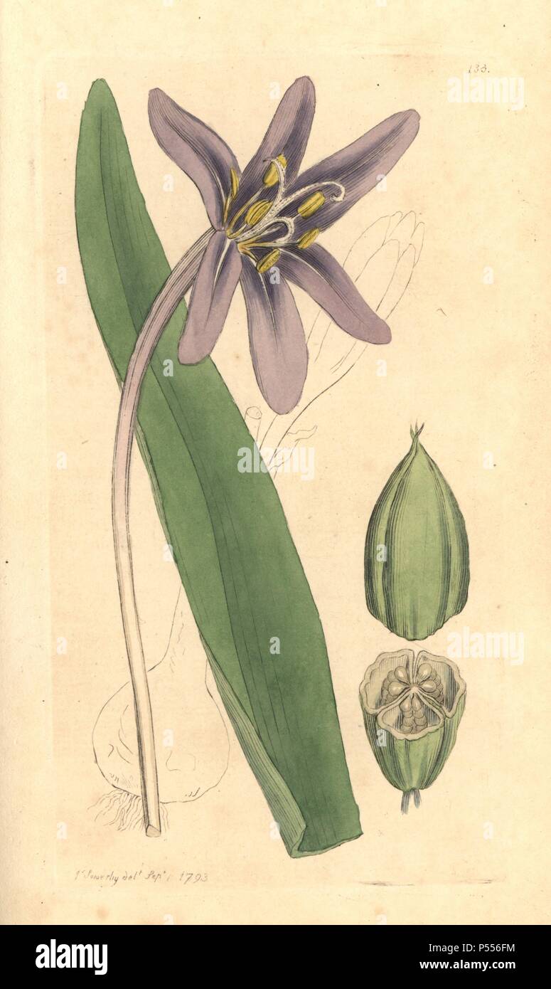 Prato di zafferano, Colchicum autumnale. Handcolored incisione su rame da un disegno da James Sowerby per Smith è 'Inglese botanica", Londra, 1793. Sowerby fu un instancabile illustratore di libri di storia naturale e libri illustrati di botanica, micologia, conchology e geologia. Foto Stock